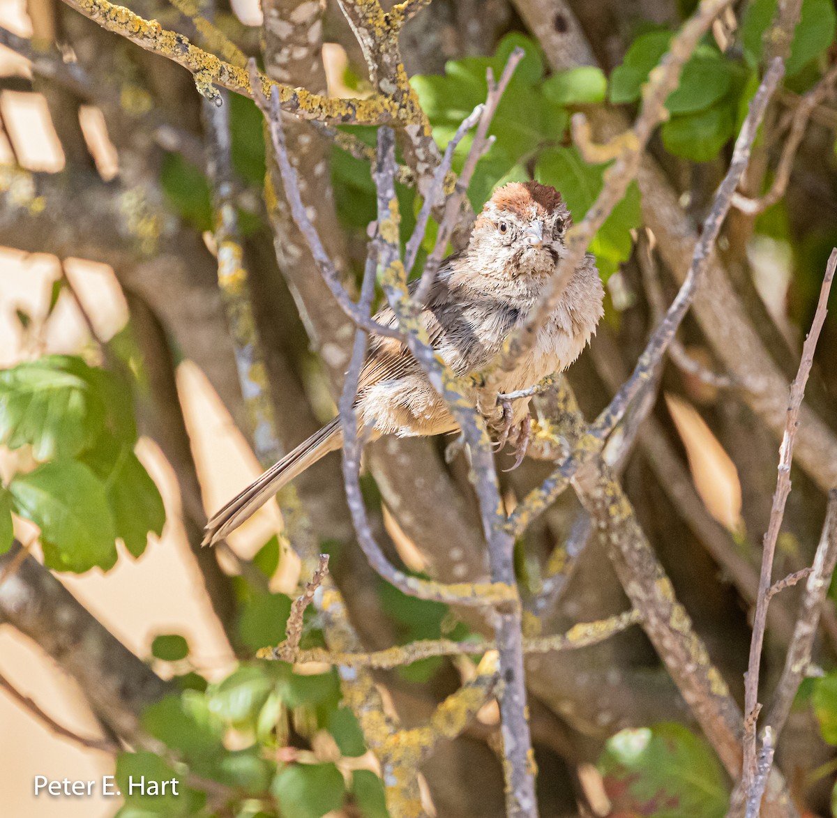 Rufous-crowned Sparrow - ML355352181