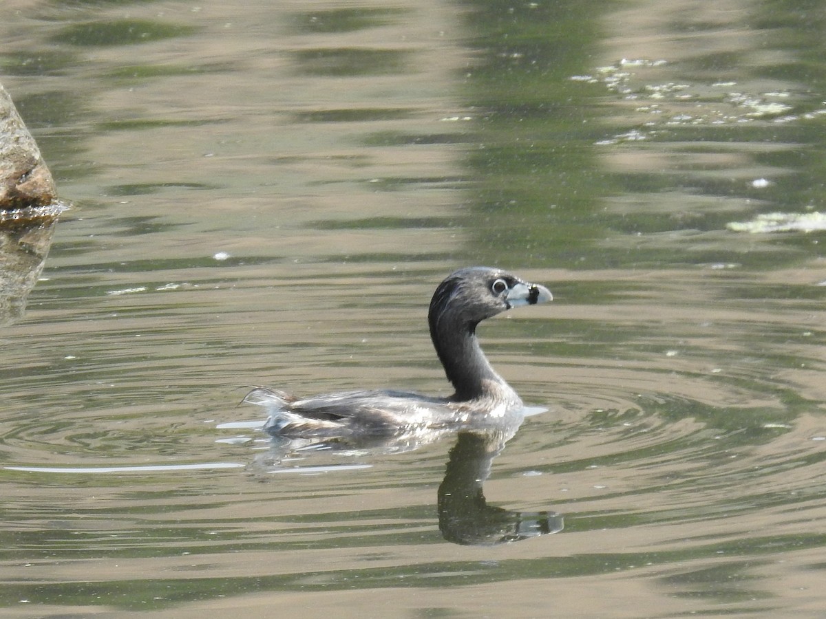 Pied-billed Grebe - Erik Bergman