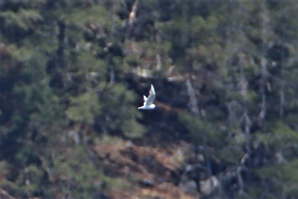 Bonaparte's Gull - ML355355661