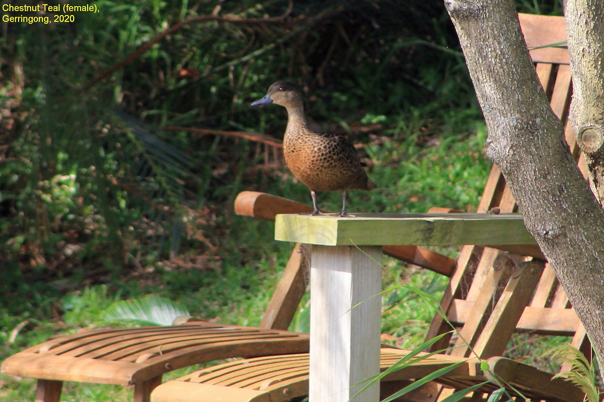 Chestnut Teal - ML355356131