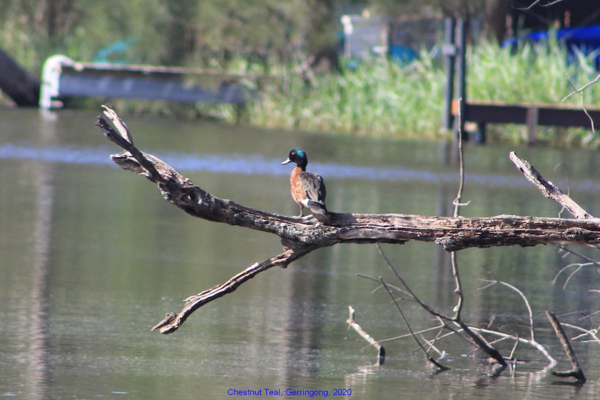 Chestnut Teal - ML355356171