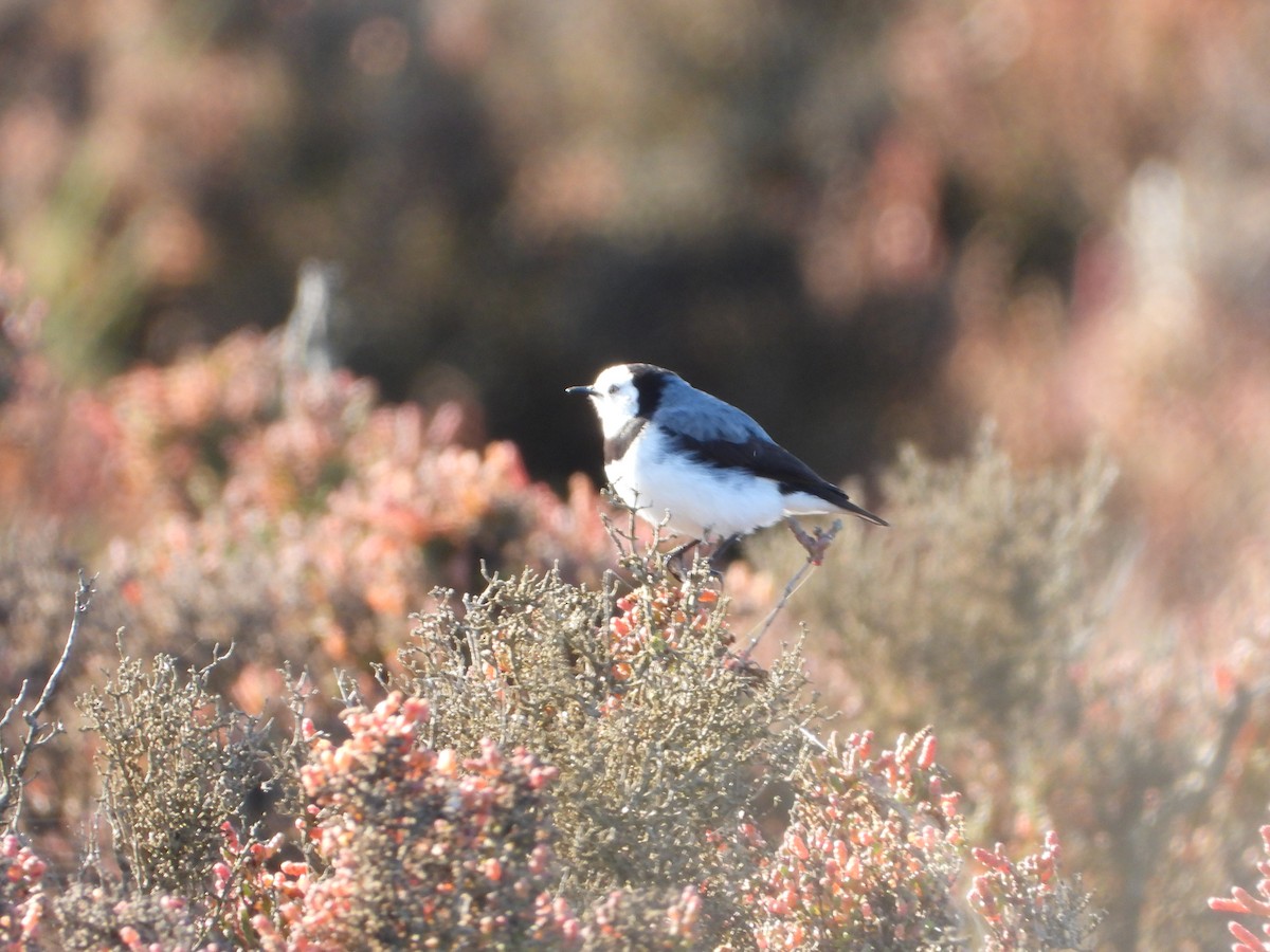 White-fronted Chat - ML355356931