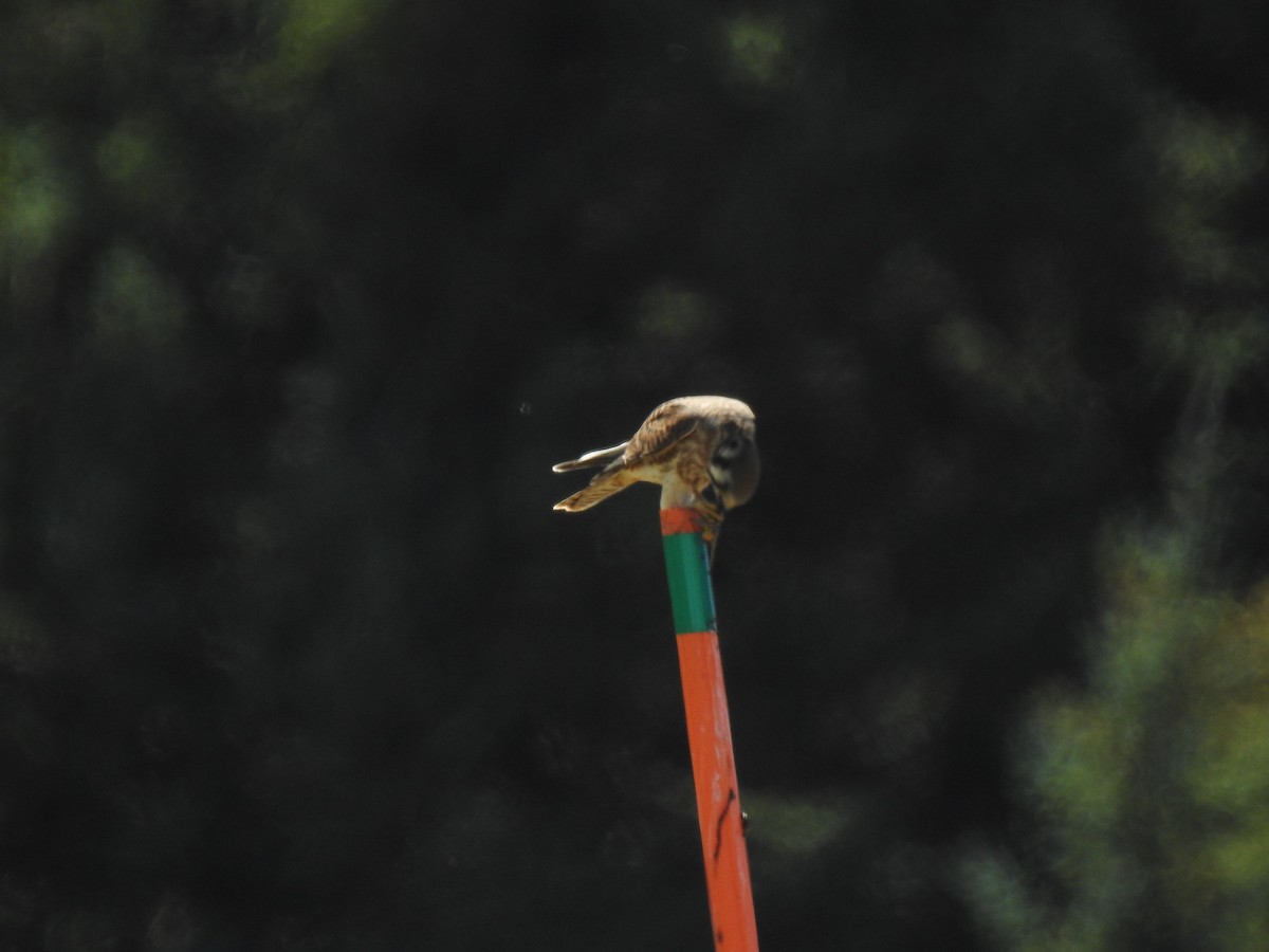 American Kestrel - ML355356981