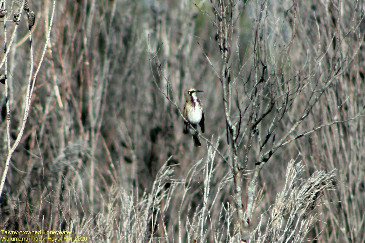 Tawny-crowned Honeyeater - ML355357751