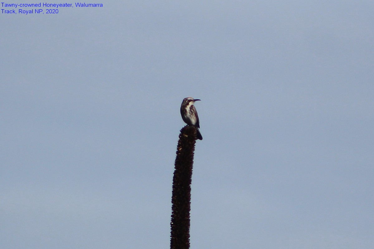 Tawny-crowned Honeyeater - ML355357841