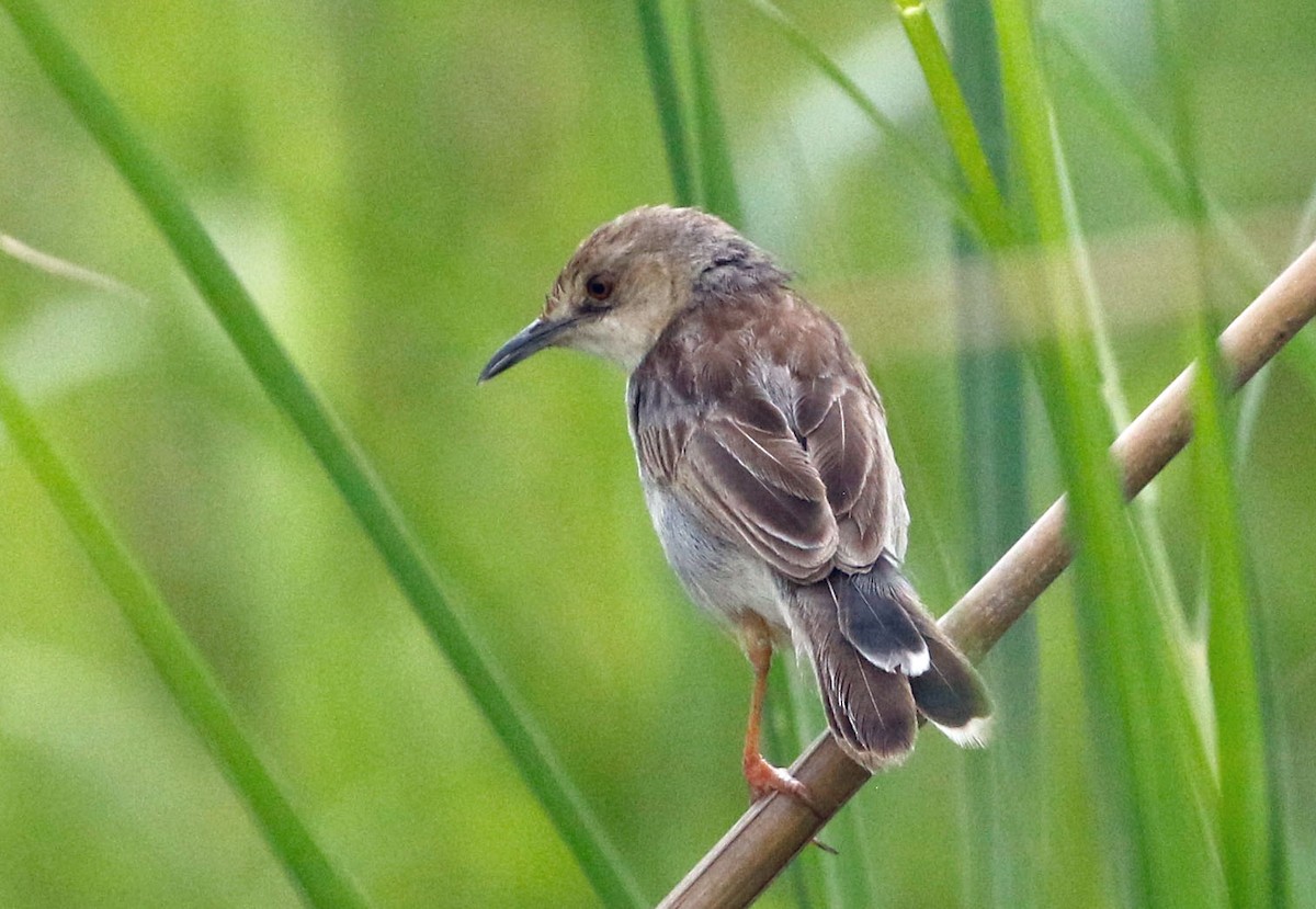 Cisticola Coliblanco - ML355358151