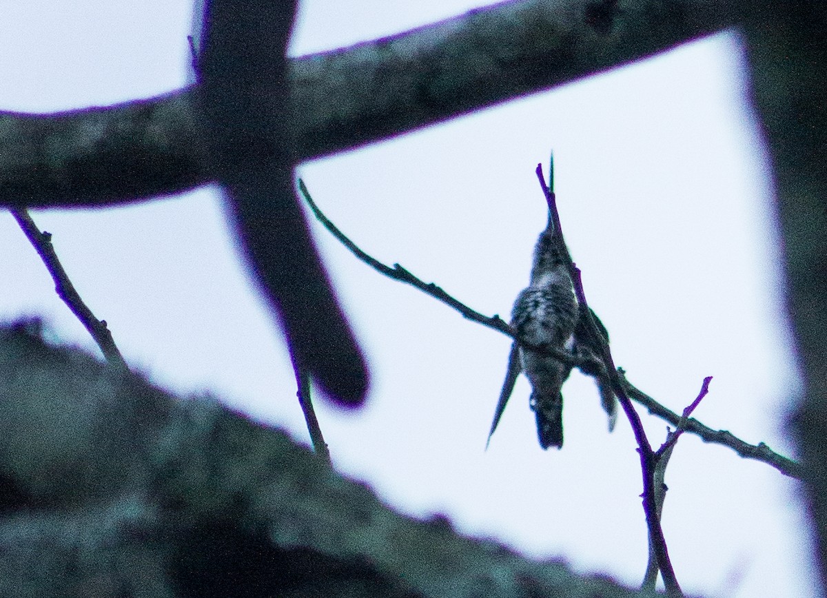 Long-billed Starthroat - ML355358881