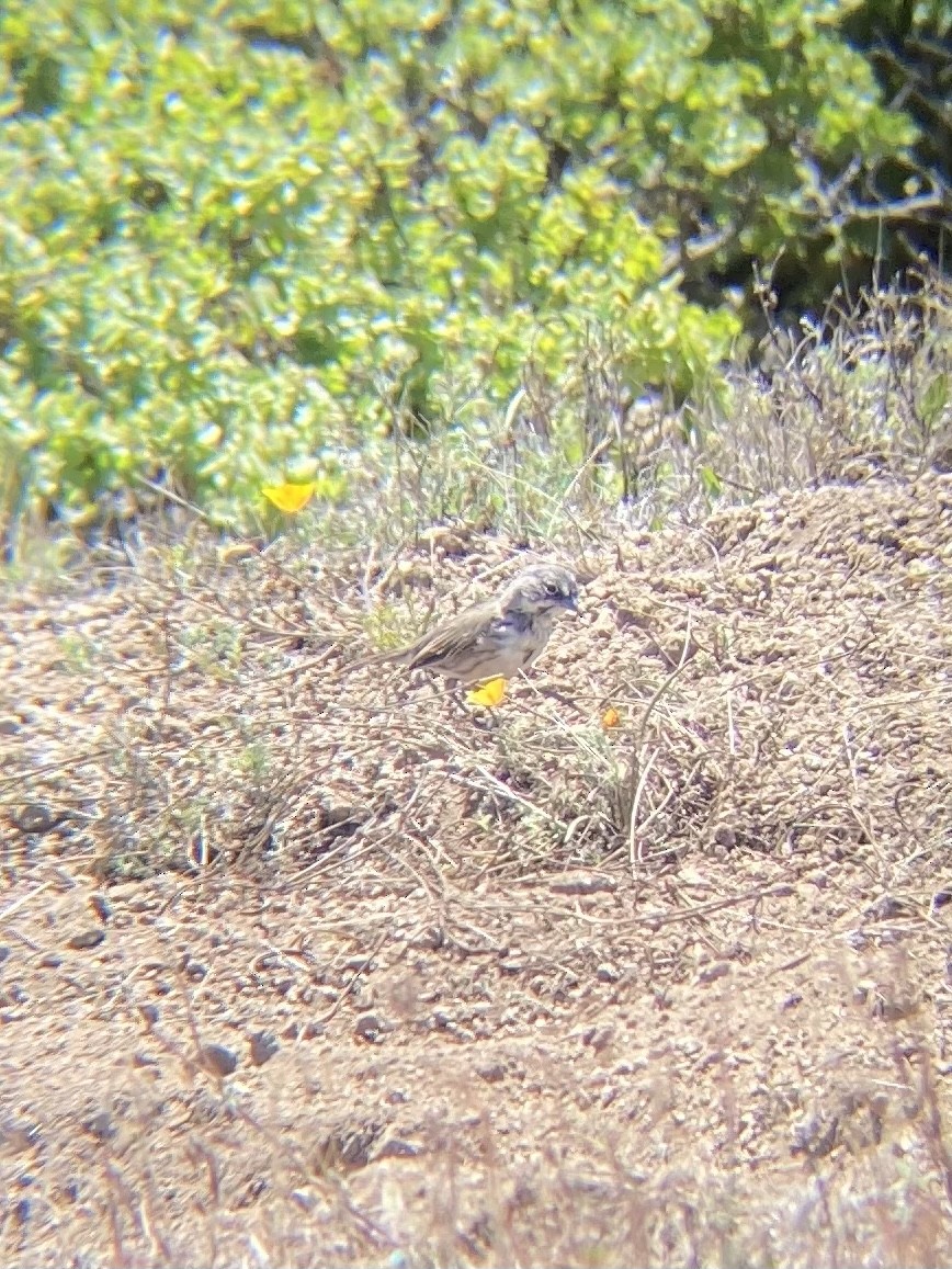 Bell's Sparrow - ML355358931