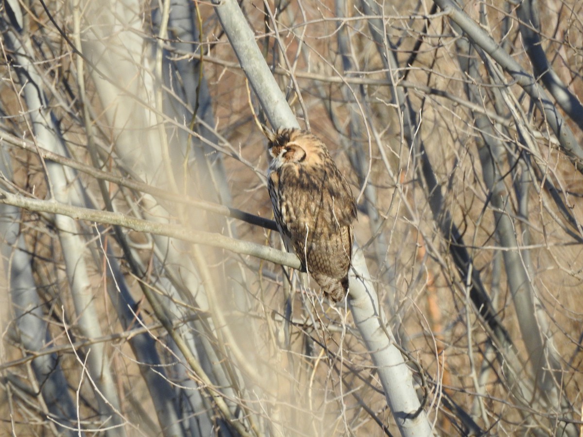 Striped Owl - ML355359271