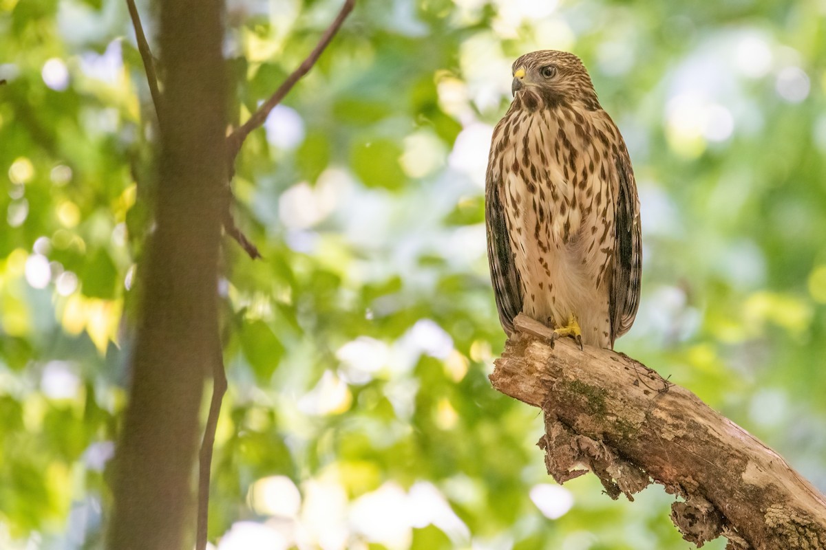 Rotschulterbussard - ML355359401