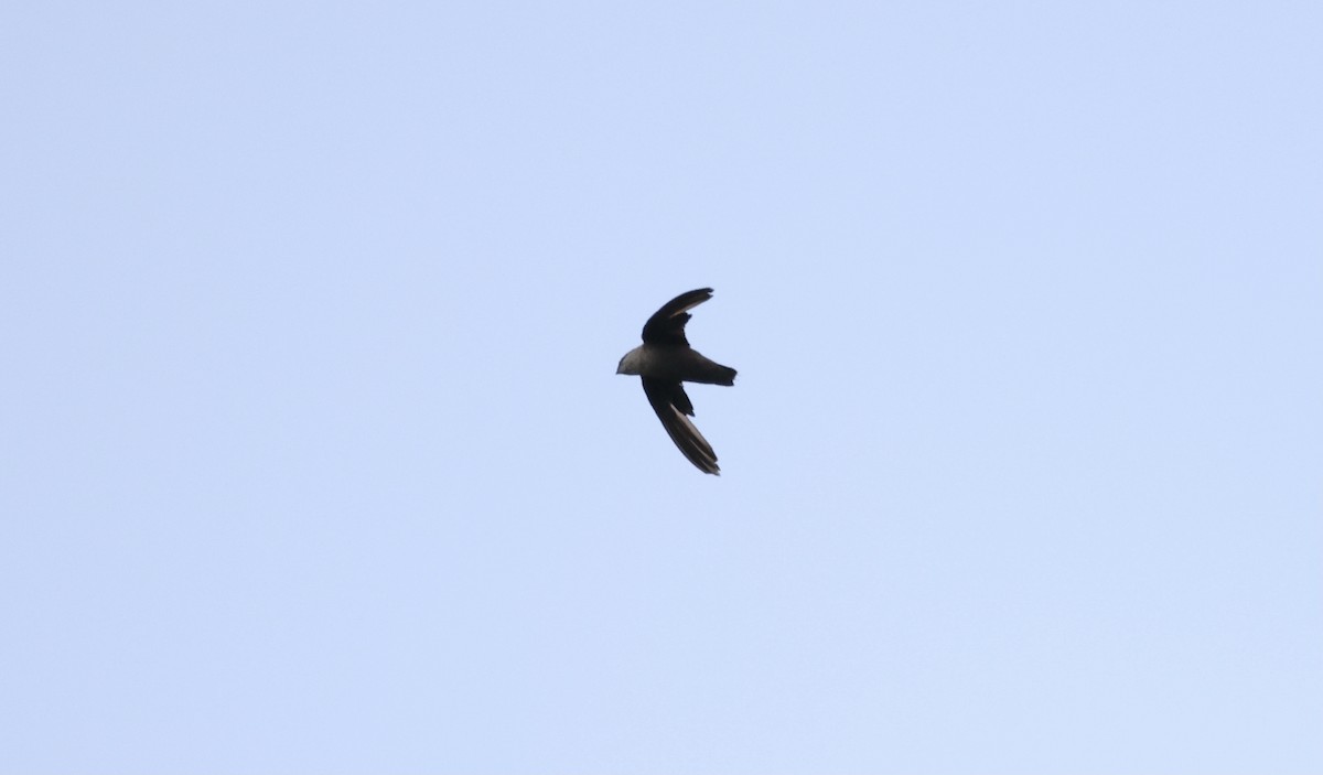 Chimney Swift - ML355359591