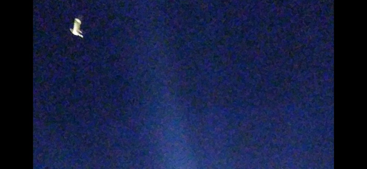 Weißbauch-Nachtschwalbe - ML355361191
