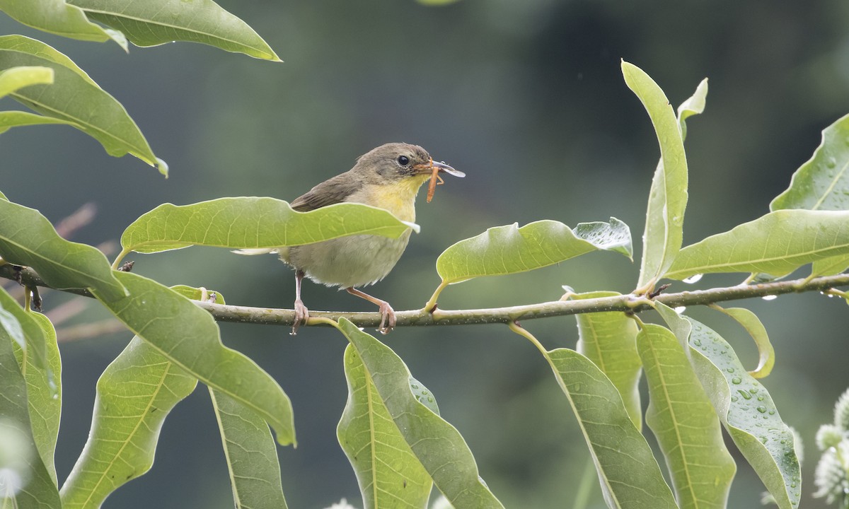 Common Yellowthroat - Heather Wolf