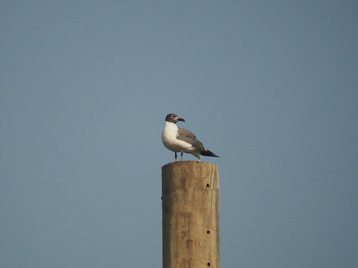 Laughing Gull - ML355361891