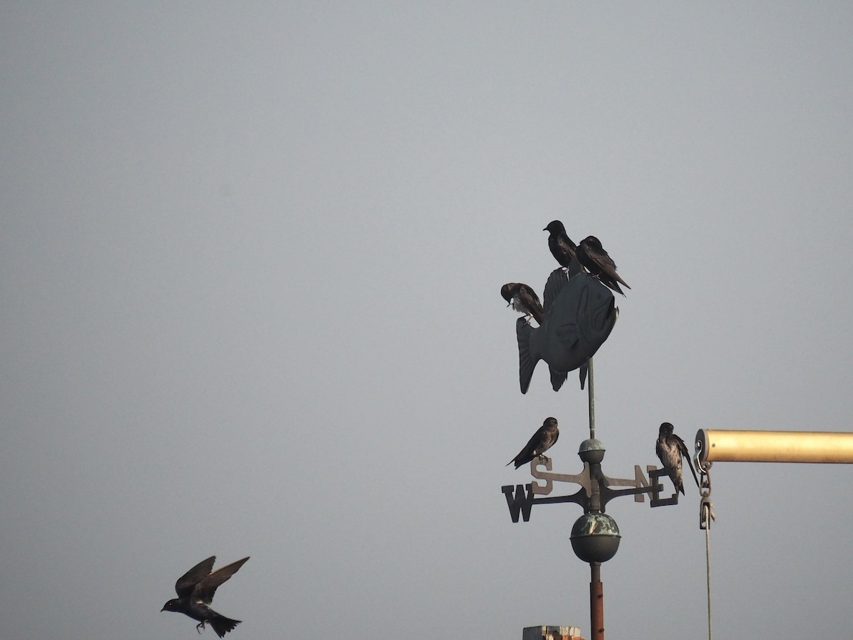 Purple Martin - ML355361981