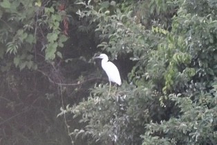 Little Blue Heron - ML355362551