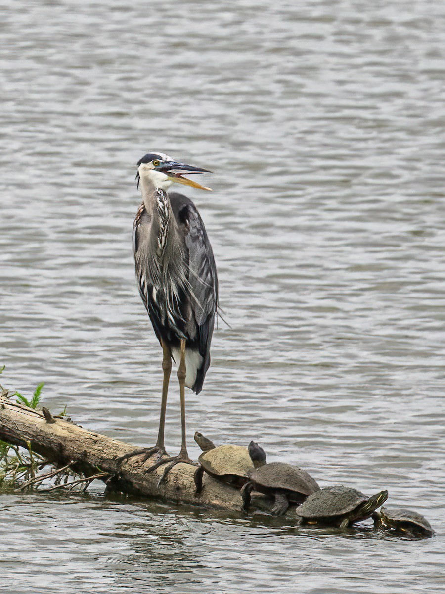 Great Blue Heron - Steven Lasley