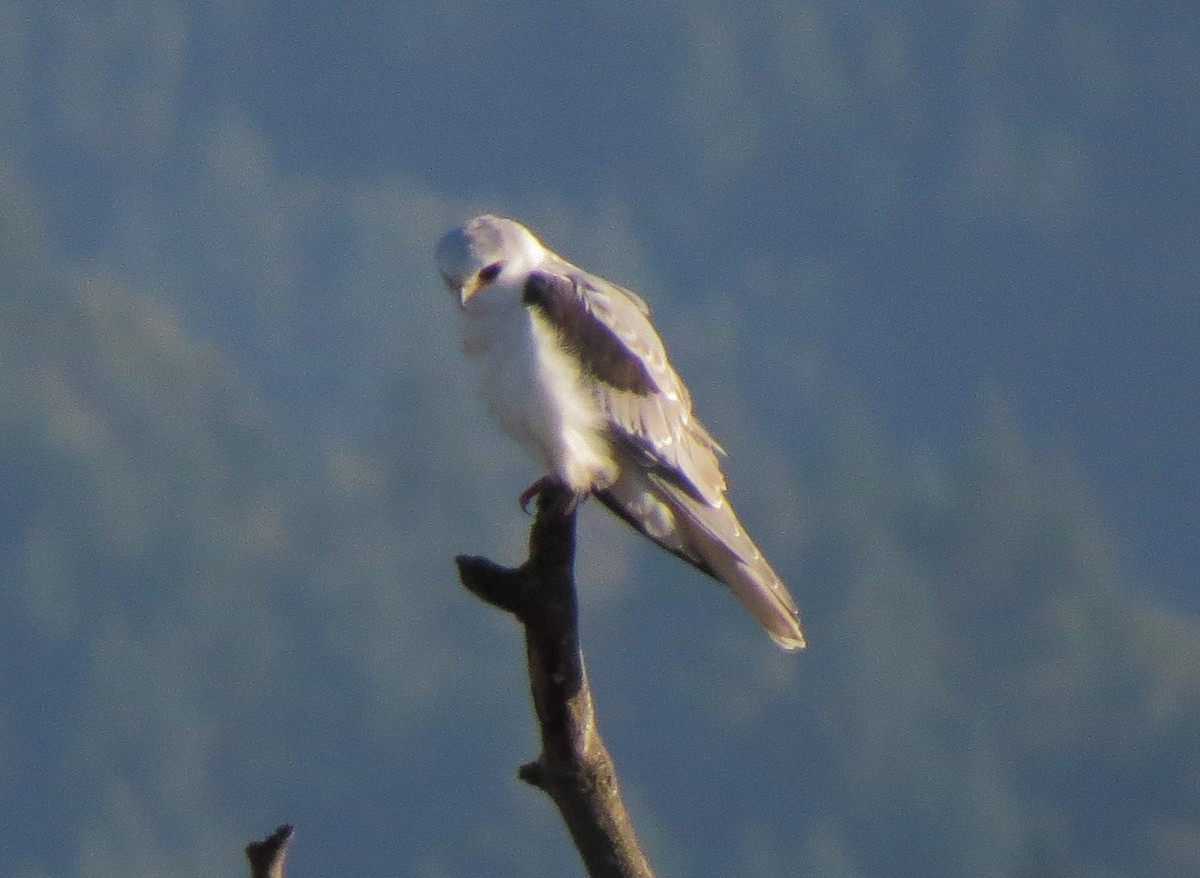 White-tailed Kite - ML35536361