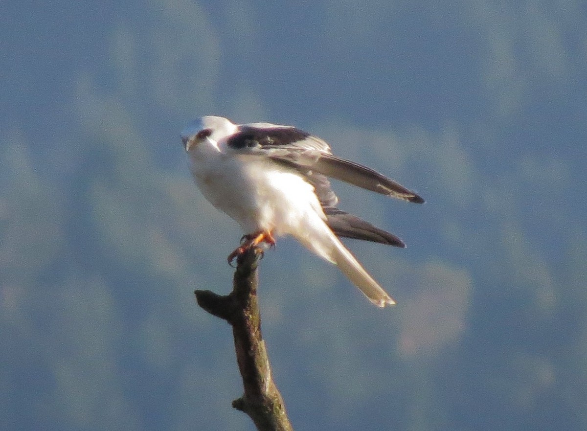 White-tailed Kite - ML35536371