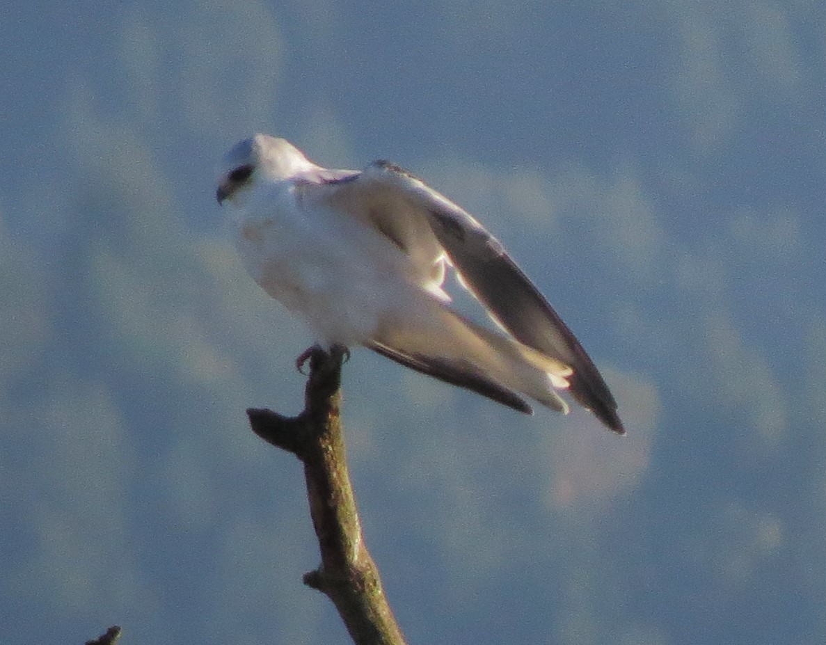 White-tailed Kite - Matthew Hunter