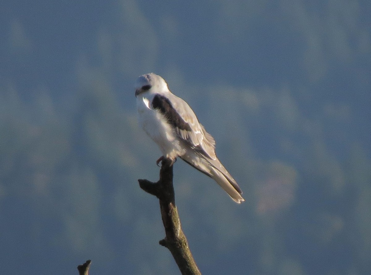 White-tailed Kite - Matthew Hunter