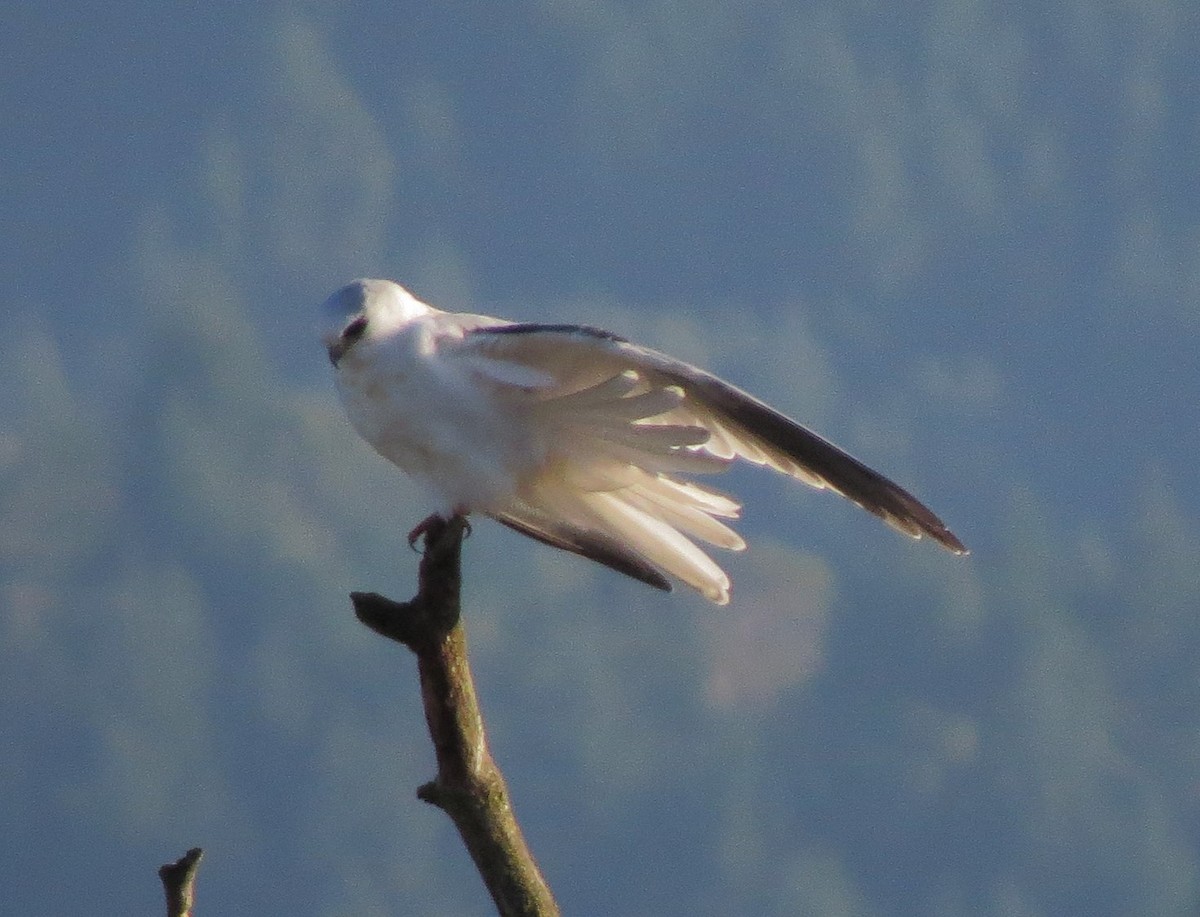 White-tailed Kite - Matthew Hunter