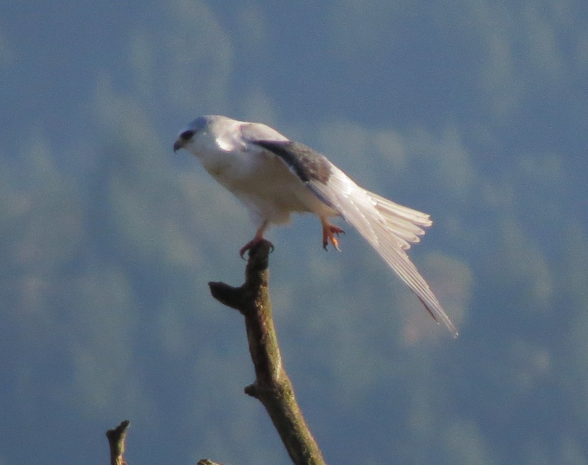 White-tailed Kite - Matthew Hunter