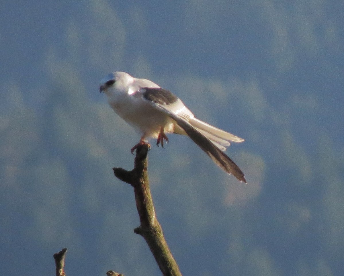 White-tailed Kite - Matthew Hunter