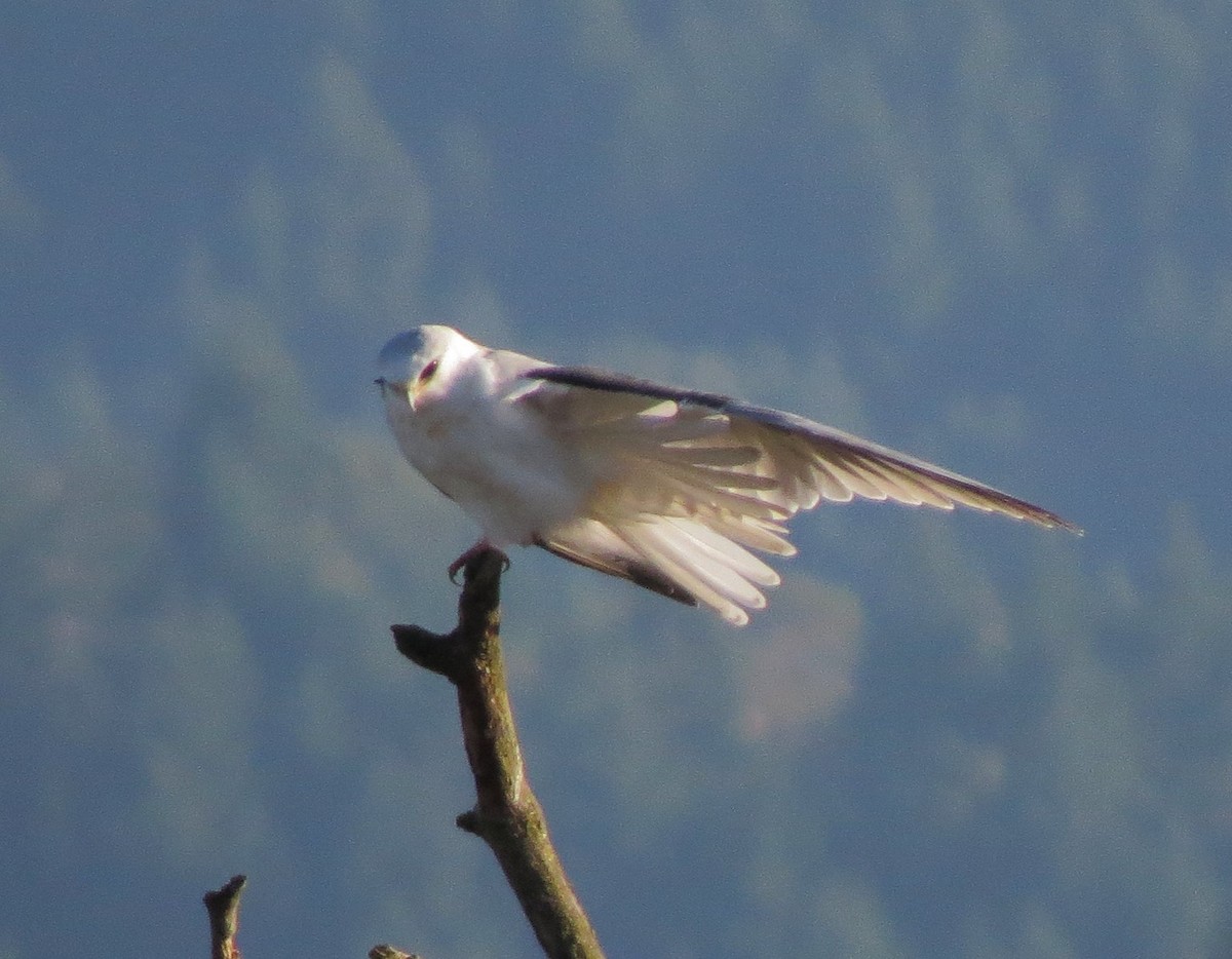 White-tailed Kite - Matthew Hunter