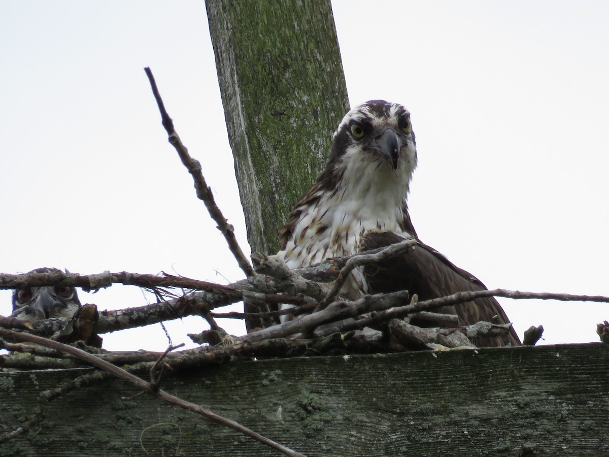 Osprey - Gilbert Côté