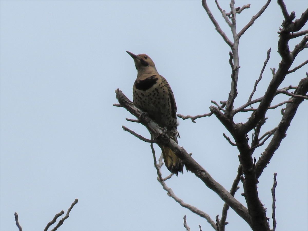 Northern Flicker - ML355367531