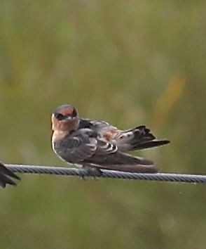 Cave Swallow - ML35537141