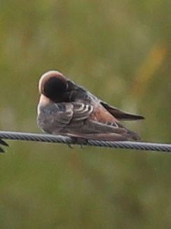 Cave Swallow - ML35537151