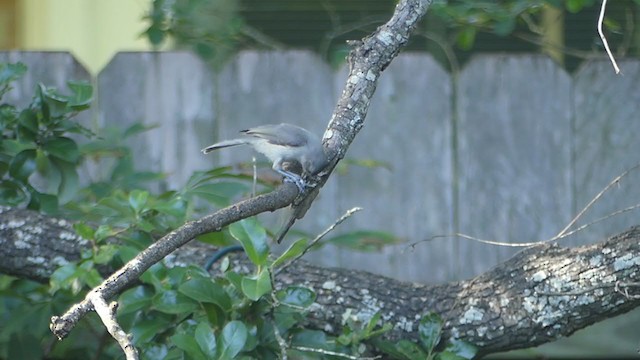 Tufted x Black-crested Titmouse (hybrid) - ML355371591
