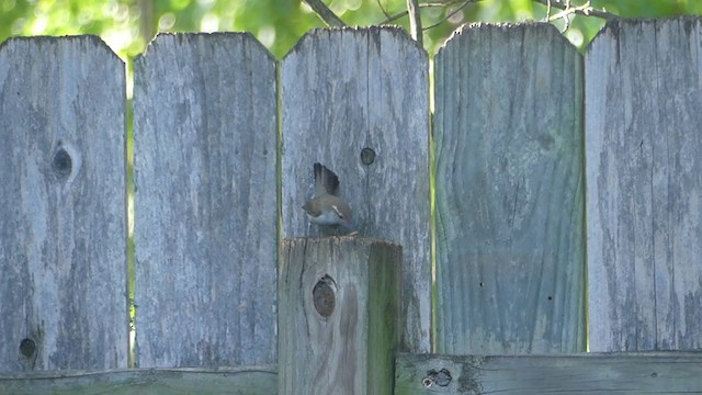 Bewick's Wren - ML355371811