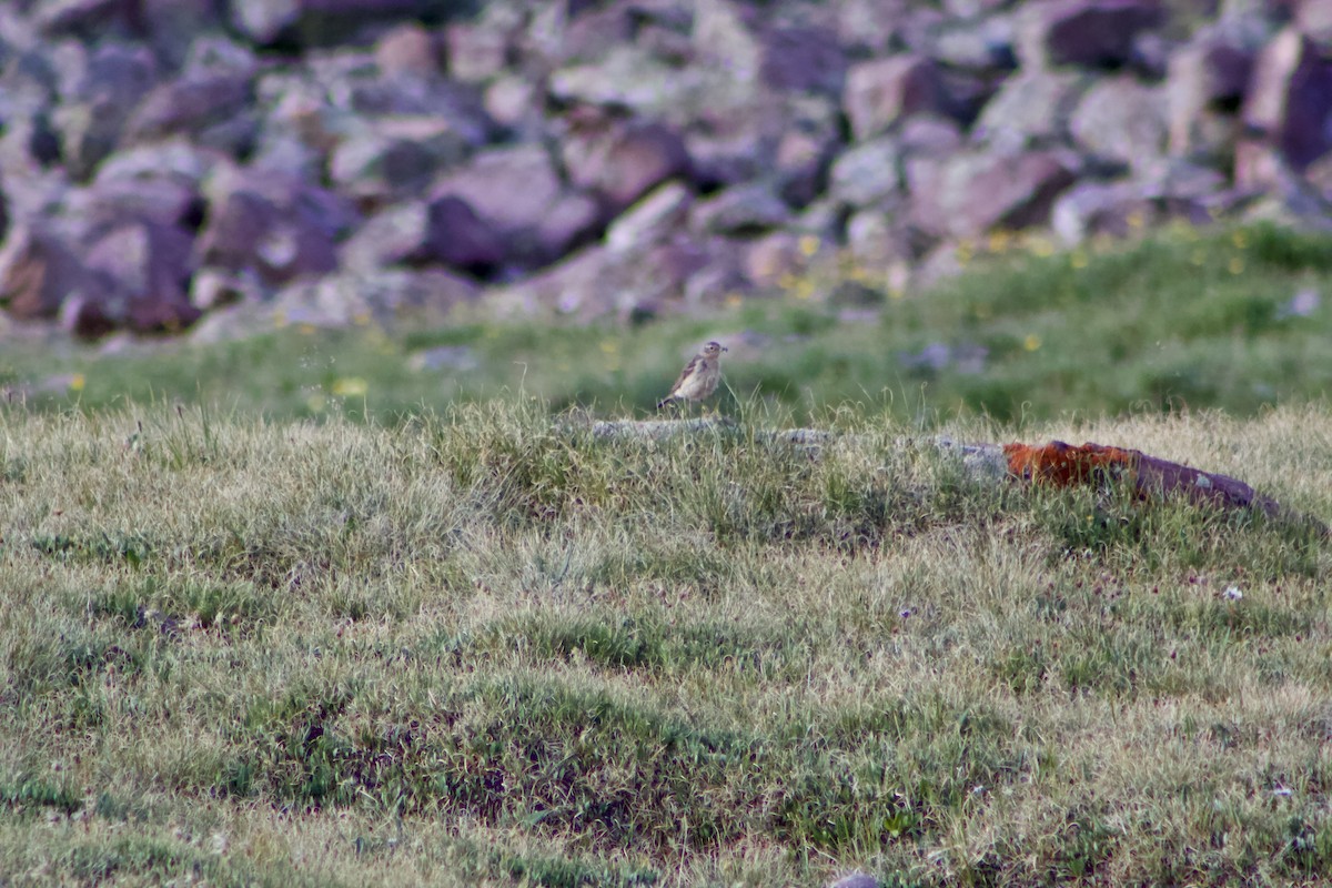 American Pipit - ML355376711