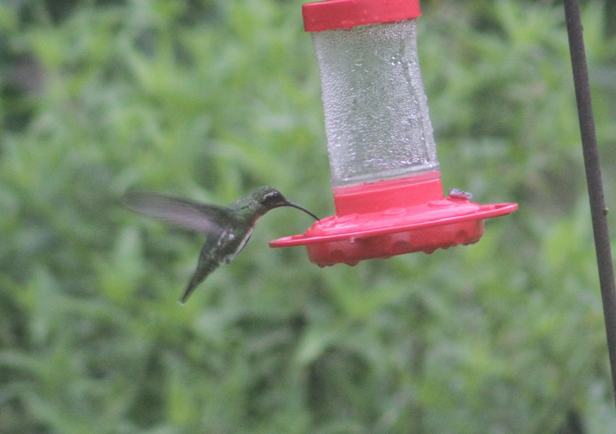 kolibřík lesklý - ML355379241