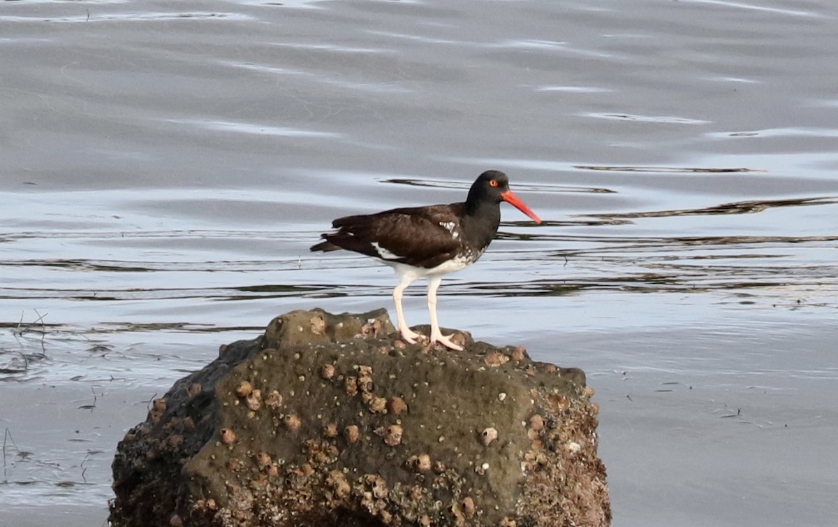 American x Black Oystercatcher (hybrid) - John Bruin