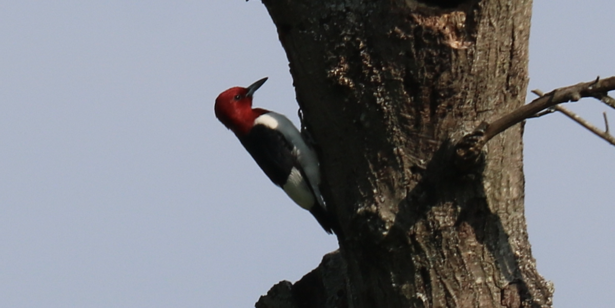 Red-headed Woodpecker - ML355381161