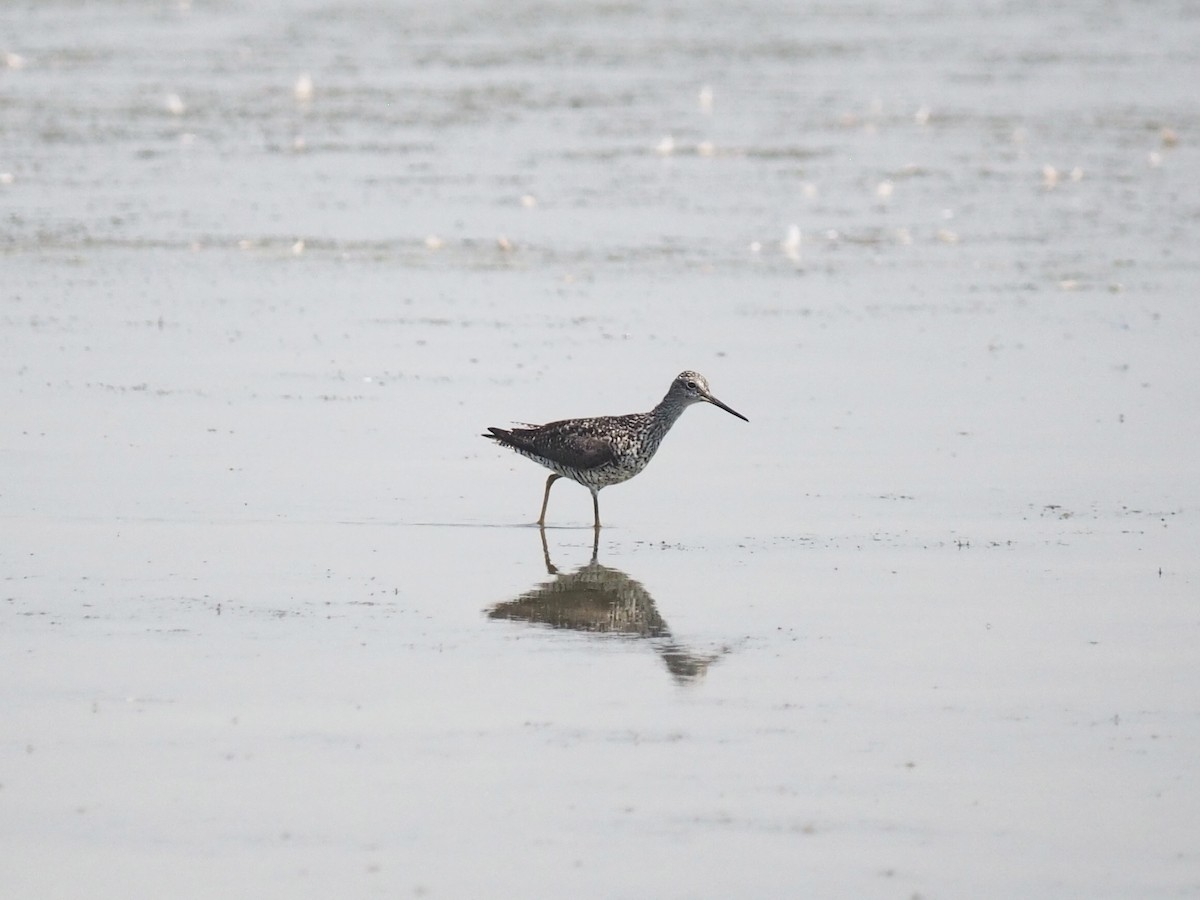 Greater Yellowlegs - ML355383021