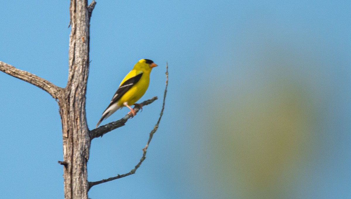 Chardonneret jaune - ML355383891