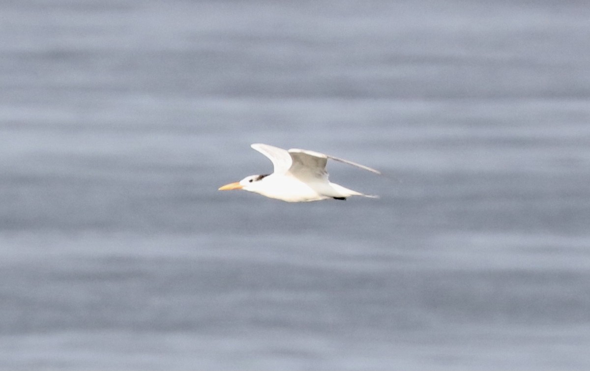 Royal Tern - John Bruin