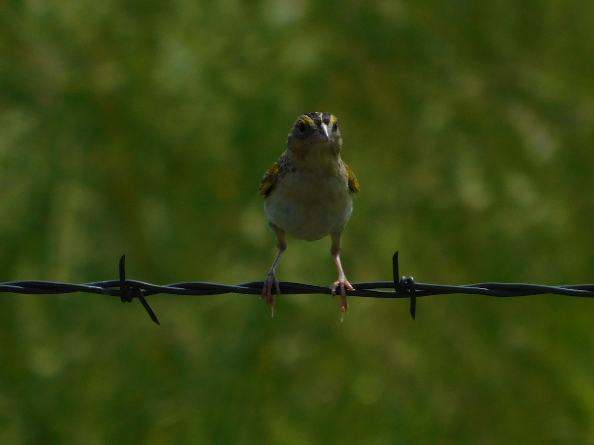 Grasshopper Sparrow - ML355386741
