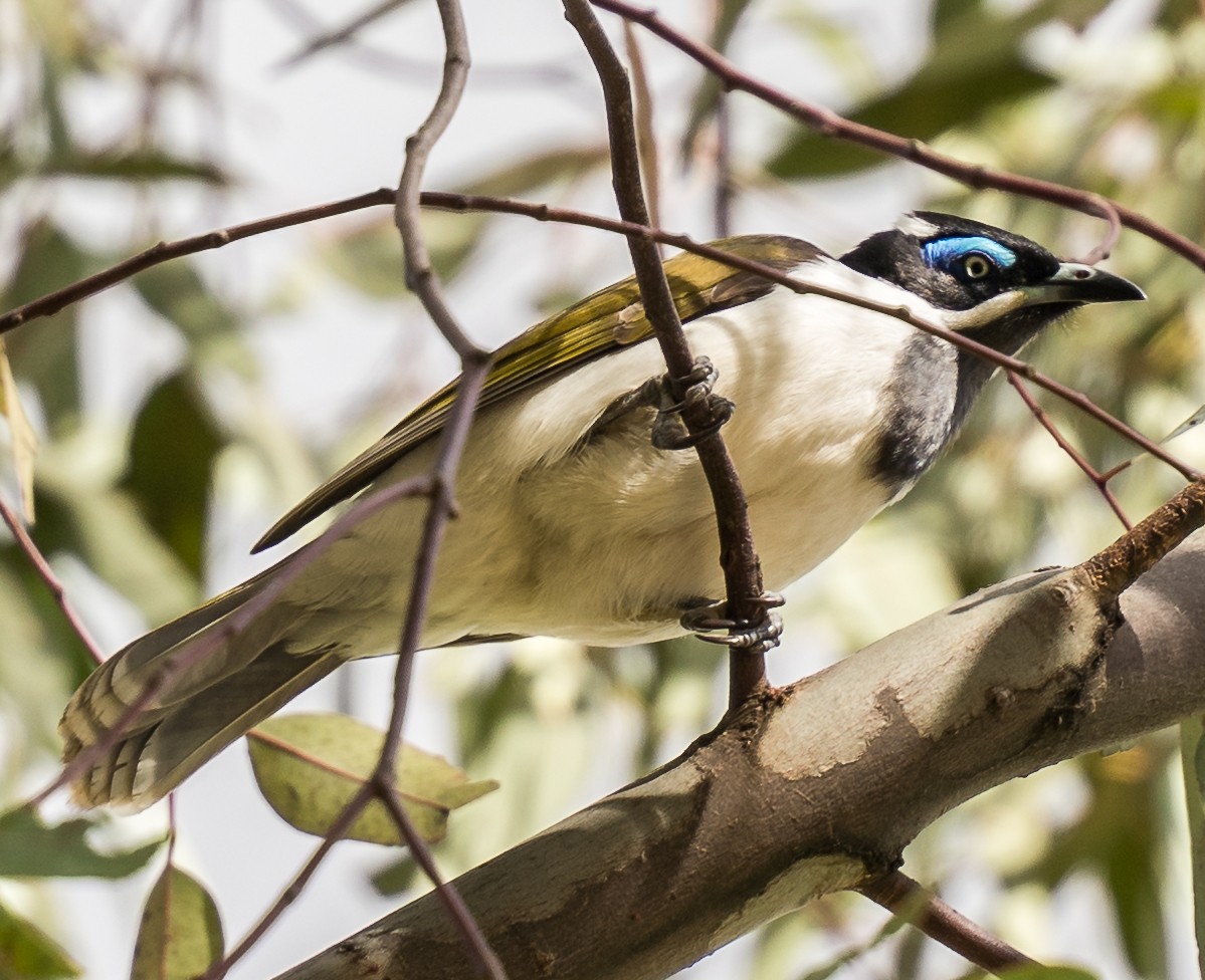 Blue-faced Honeyeater - Michael Drake