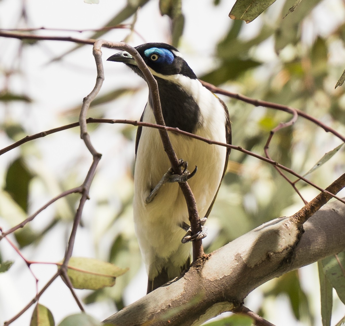 Blue-faced Honeyeater - Michael Drake