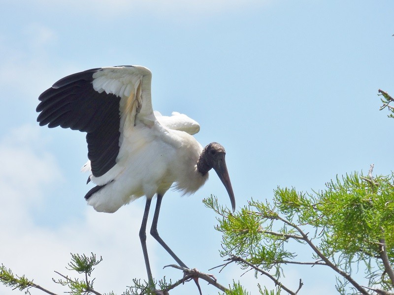 Wood Stork - ML35538731