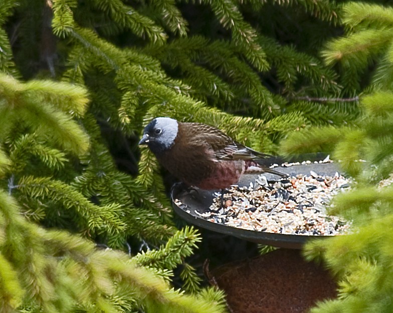 Gray-crowned Rosy-Finch - johnny powell