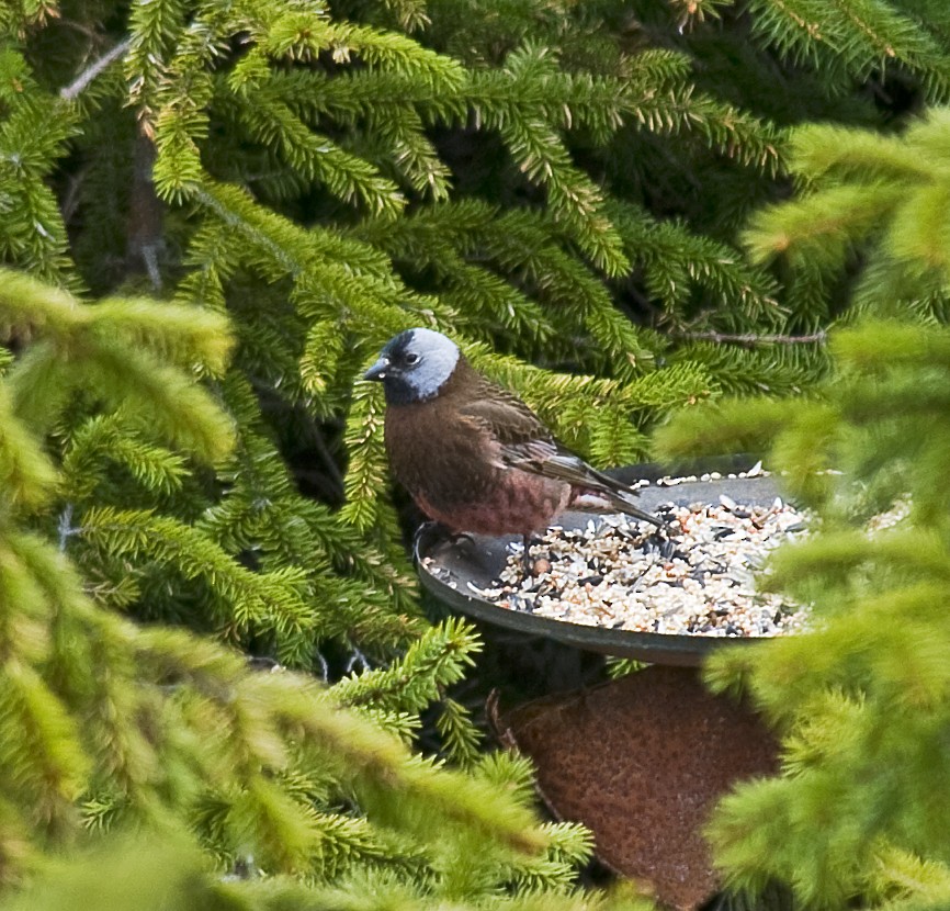 Gray-crowned Rosy-Finch - johnny powell