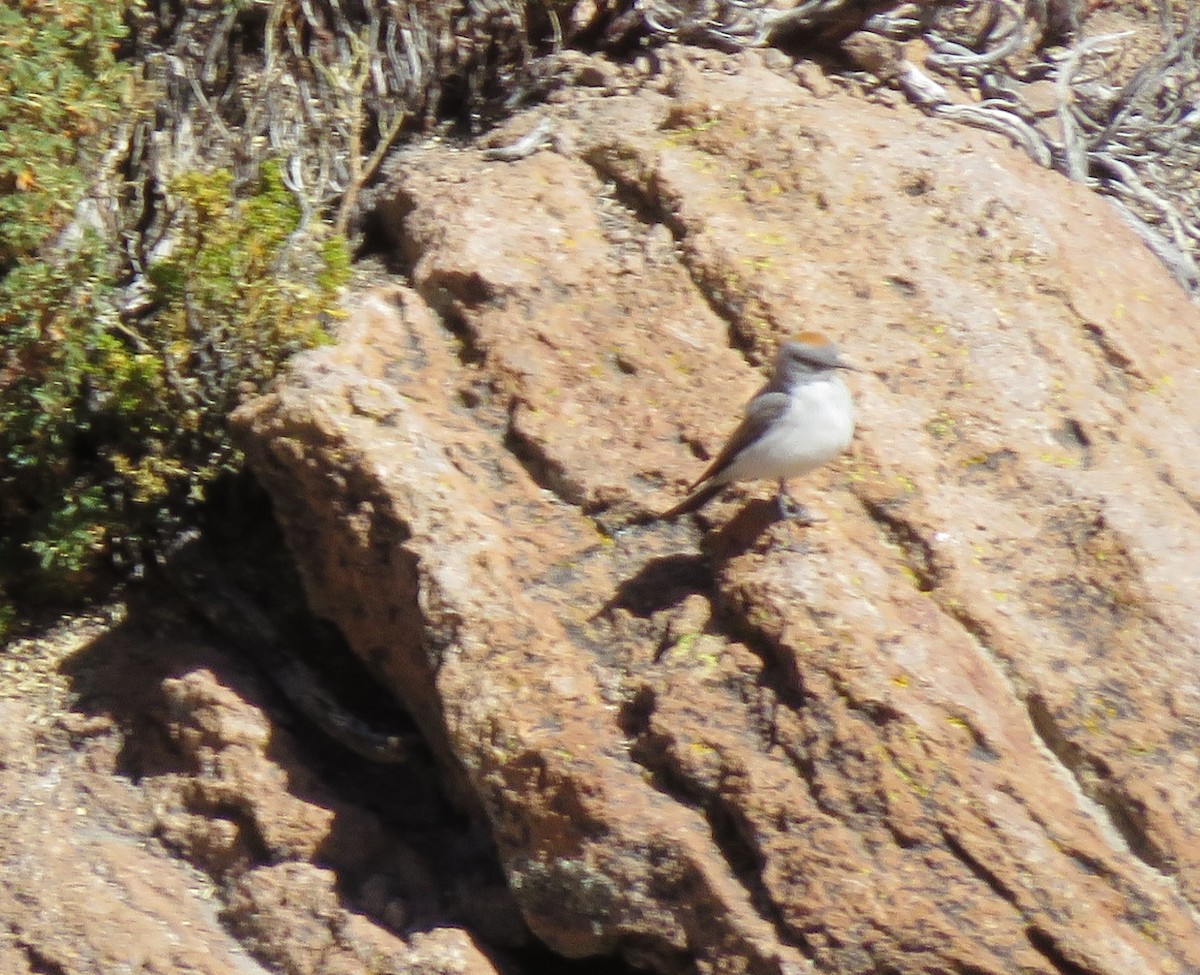 Rufous-naped Ground-Tyrant - ML355389981