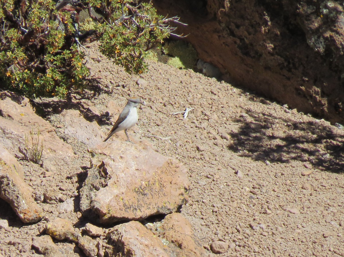 Rufous-naped Ground-Tyrant - ML355389991